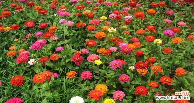 用百日草的花语传递坚持不懈的力量 百日草的花语