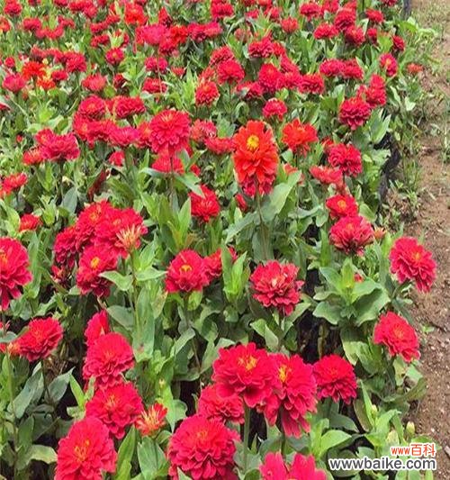 用百日草的花语传递坚持不懈的力量 百日草的花语