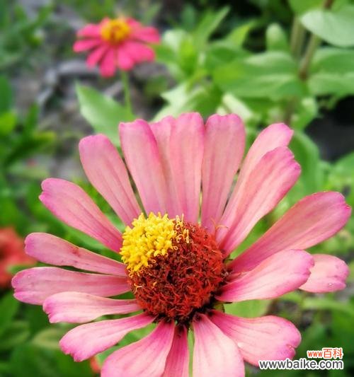 用百日草的花语传递坚持不懈的力量 百日草的花语