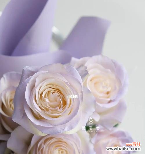 薄雾玫瑰花语的深刻内涵与传递 浪漫之美