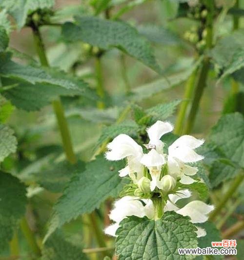 探寻薄荷花语的意义和传承 薄荷花语的神奇之处