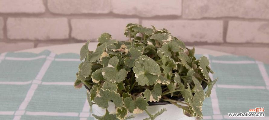 探寻薄荷花语的意义和传承 薄荷花语的神奇之处