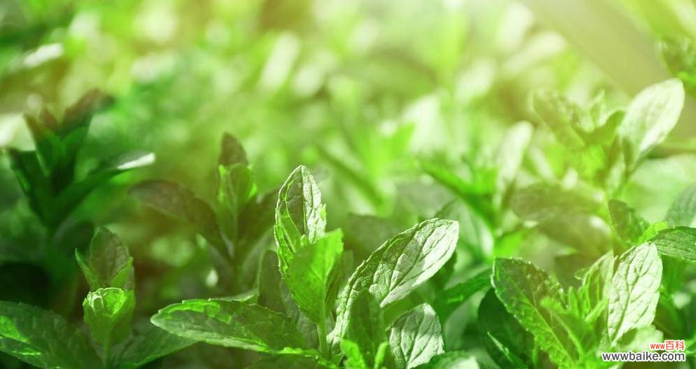 薄荷，带给你舒爽的呼吸和平静的心灵 薄荷的花语