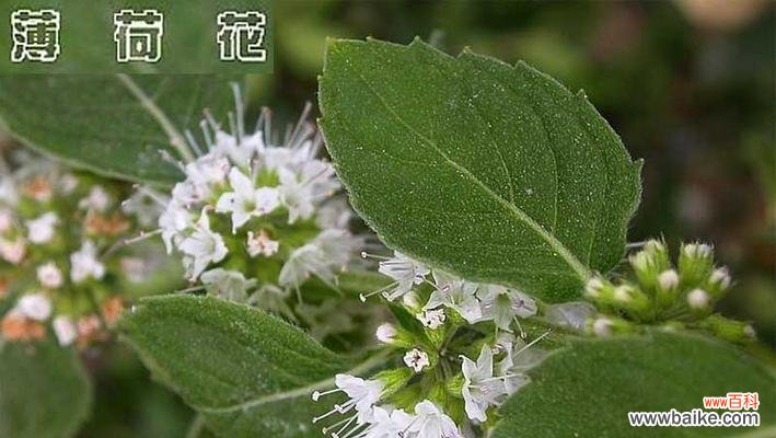 薄荷，带给你舒爽的呼吸和平静的心灵 薄荷的花语