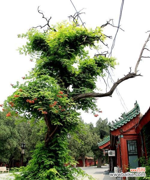 永恒不变的生命力——柏树的奇妙之处 柏树的寓意象征与人生启示