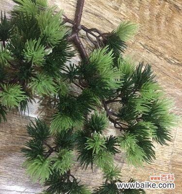 永恒不变的生命力——柏树的奇妙之处 柏树的寓意象征与人生启示