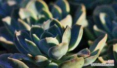 探寻宝石花的寓意与魅力 宝石花