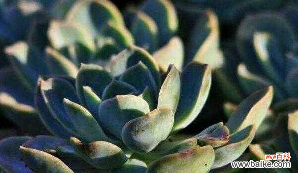 探寻宝石花的寓意与魅力 宝石花