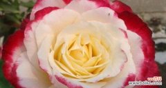 发现宝石花的花语之美 宝石花