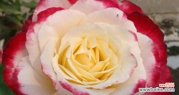 发现宝石花的花语之美 宝石花