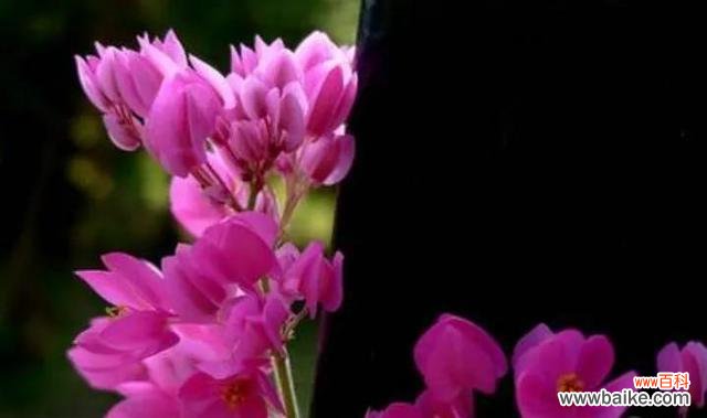 发现宝石花的花语之美 宝石花