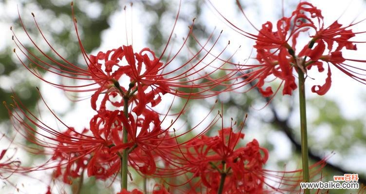 探寻彼岸花的神秘之美 彼岸花