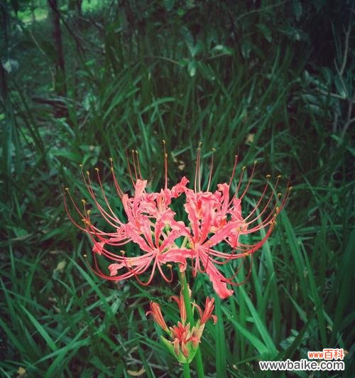 探寻彼岸花的神秘之美 彼岸花