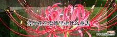 以彼岸花描绘爱情的深刻含义 彼岸花——爱情的永恒之花
