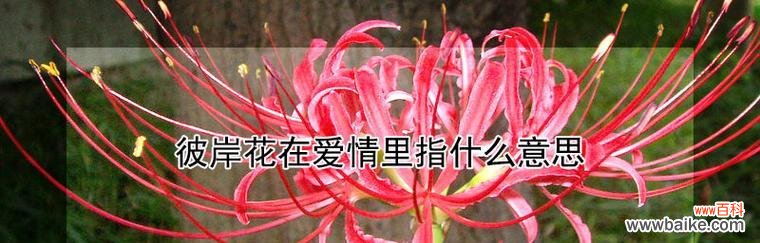 以彼岸花描绘爱情的深刻含义 彼岸花——爱情的永恒之花