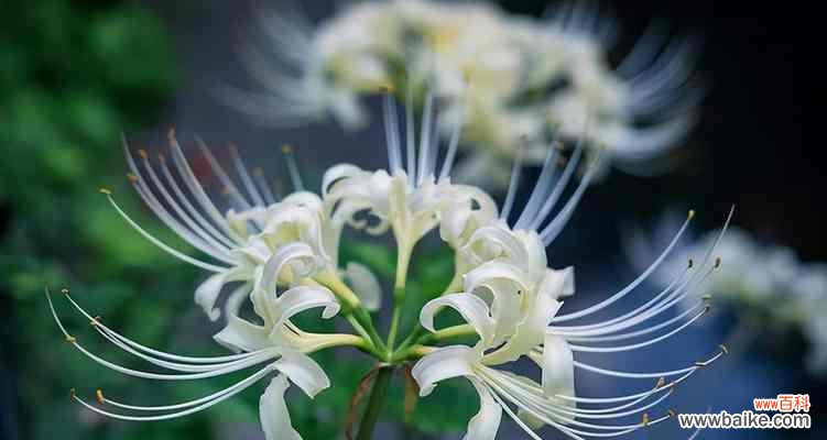 以彼岸花描绘爱情的深刻含义 彼岸花——爱情的永恒之花