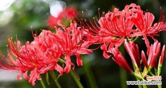 生命的脆弱与坚强 以彼岸花的寓意