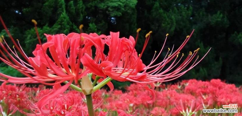 生命的脆弱与坚强 以彼岸花的寓意