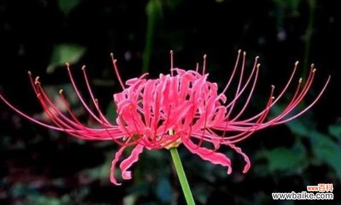 生命的脆弱与坚强 以彼岸花的寓意