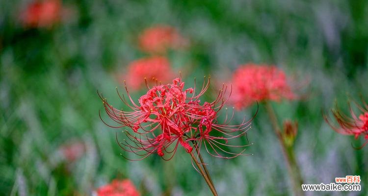 探索彼岸花的花语与文化内涵，了解它的美丽和神秘 彼岸花的花语及其象征意义