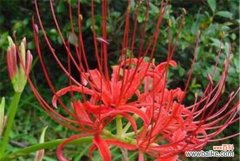 彼岸花的花语及象征意义 彼岸花