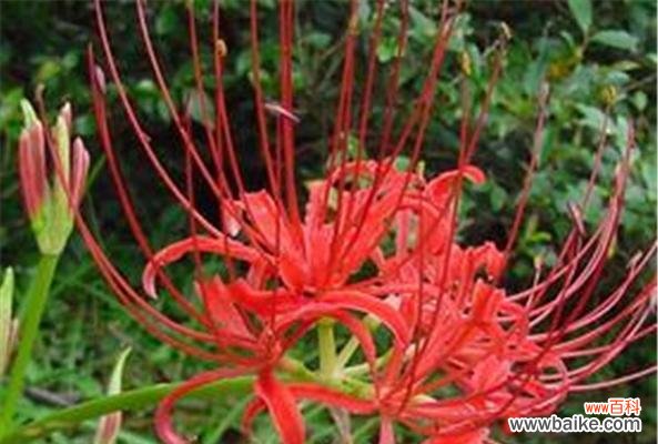 彼岸花的花语及象征意义 彼岸花