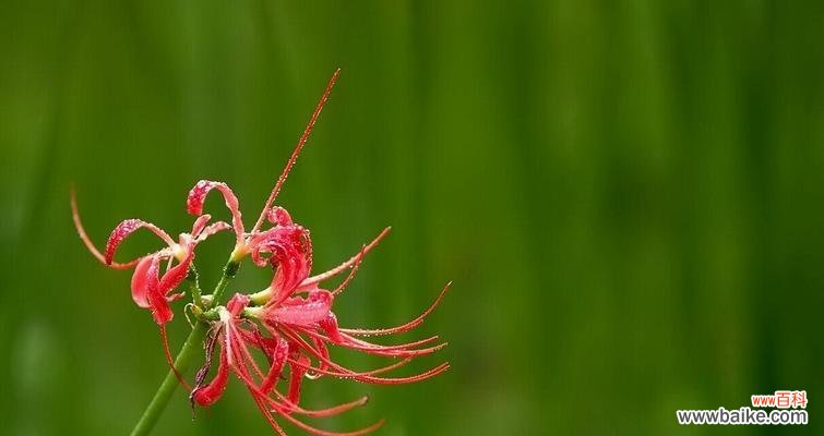 彼岸花的花语及象征意义 彼岸花