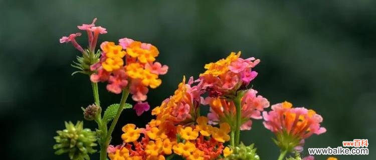 五色梅花开遍世界 五色梅的花语