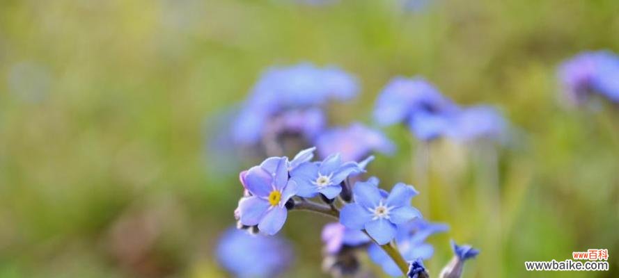 忆往昔 勿忘我花语与传说