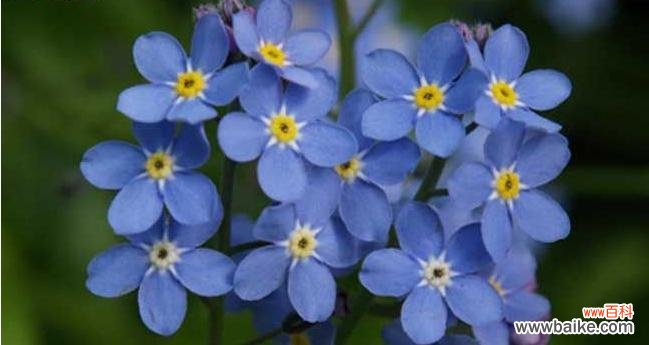 勿忘我花的象征与传承 忘不了的记忆