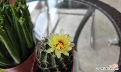 仙人球白花的神秘魅力 仙人球开花的白色寓意——纯洁与美丽