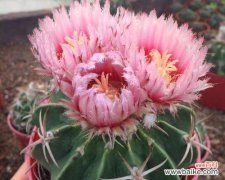 以仙人球开花预示着的神秘象征 仙人球花开的奇幻世界