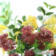 探寻以夕雾花的传说 以夕雾花传说和花语的神秘之美