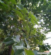 探寻喜树的意义及其象征寓意 喜树与幸福之源