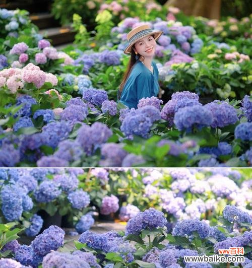 盛夏花朵绽放 夏日花海的绚丽盛宴