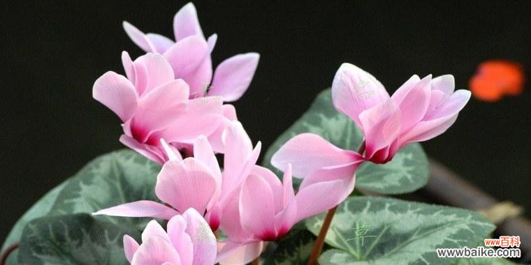 以仙鹤来花的象征意义及寓意解读 仙鹤献花，传递美好