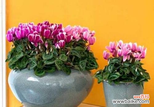 以花为媒 仙客来花