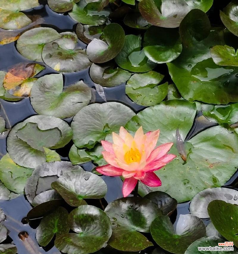 睡莲的喻意和花语含义是什么？睡莲代表什么花语？