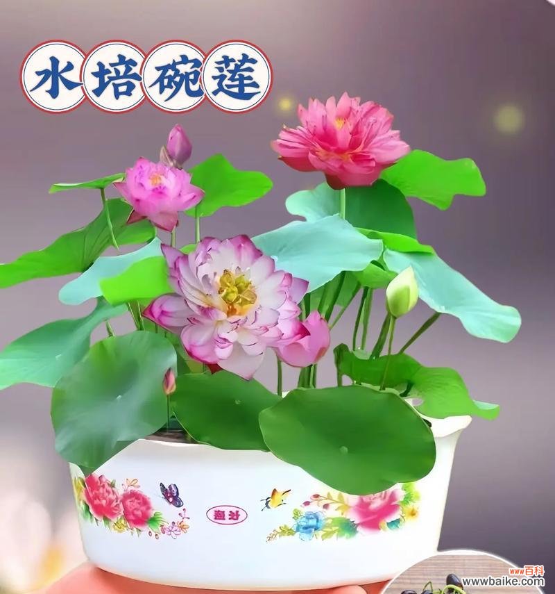 睡莲的喻意和花语含义是什么？睡莲代表什么花语？