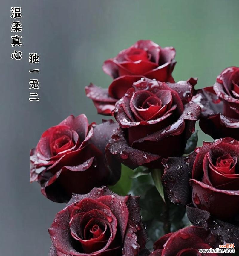 “不是一个次元”的花语有何深意？它代表了什么？