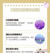 “不是一个次元”的花语有何深意？它代表了什么？