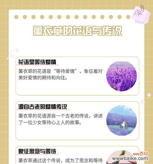 “不是一个次元”的花语有何深意？它代表了什么？