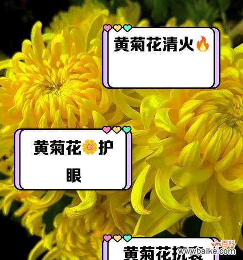 橘色菊花的花语有哪些含义?它在文化中扮演什么角色?