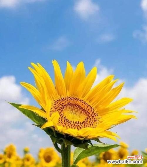 女神节浪漫的花语是什么？它传递了哪些情感？