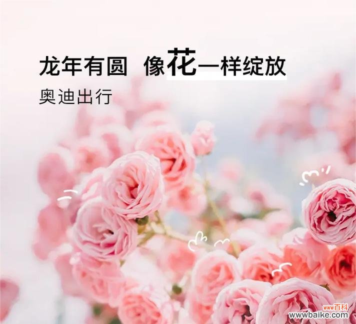 女神节浪漫的花语是什么？它传递了哪些情感？