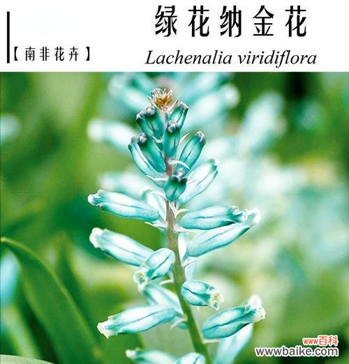 绿头葵的花语有哪些？它们代表了什么？