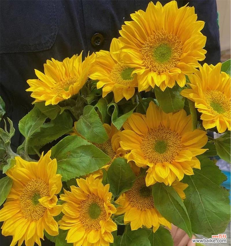 绿头葵的花语有哪些？它们代表了什么？