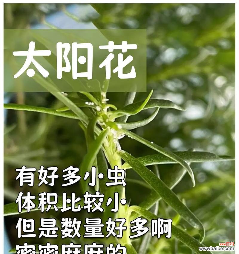 绿头葵的花语有哪些？它们代表了什么？