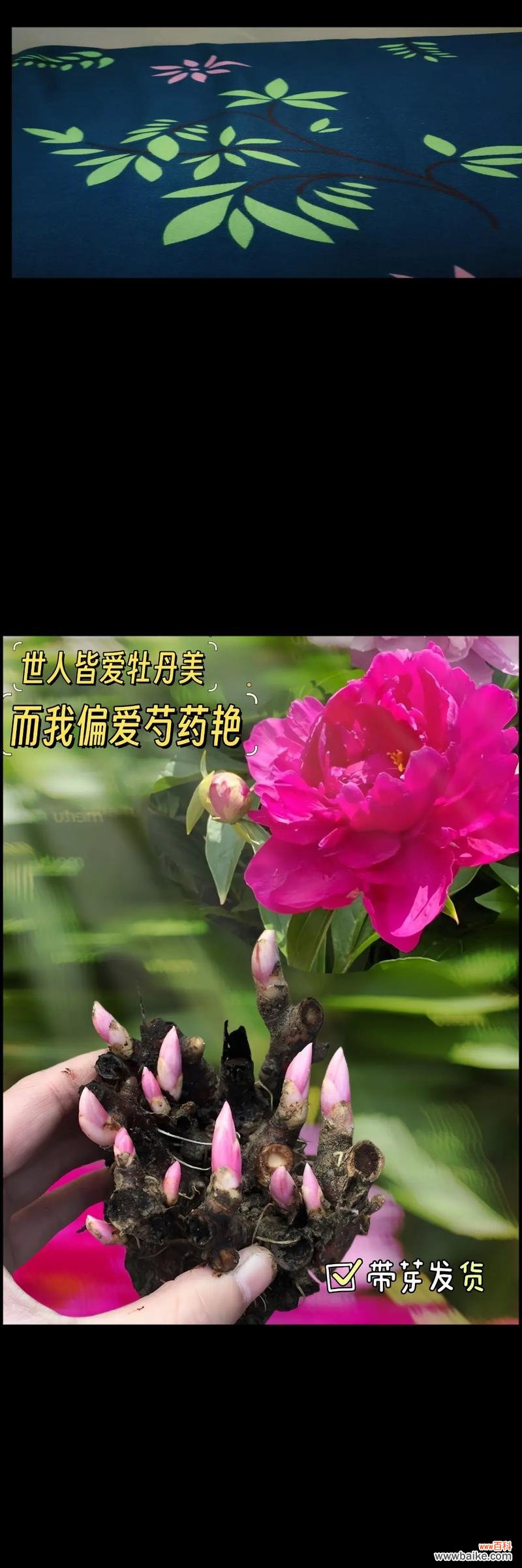 柔软的花的花语有哪些？它代表了什么？