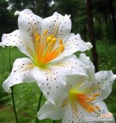 柔软的花的花语有哪些？它代表了什么？